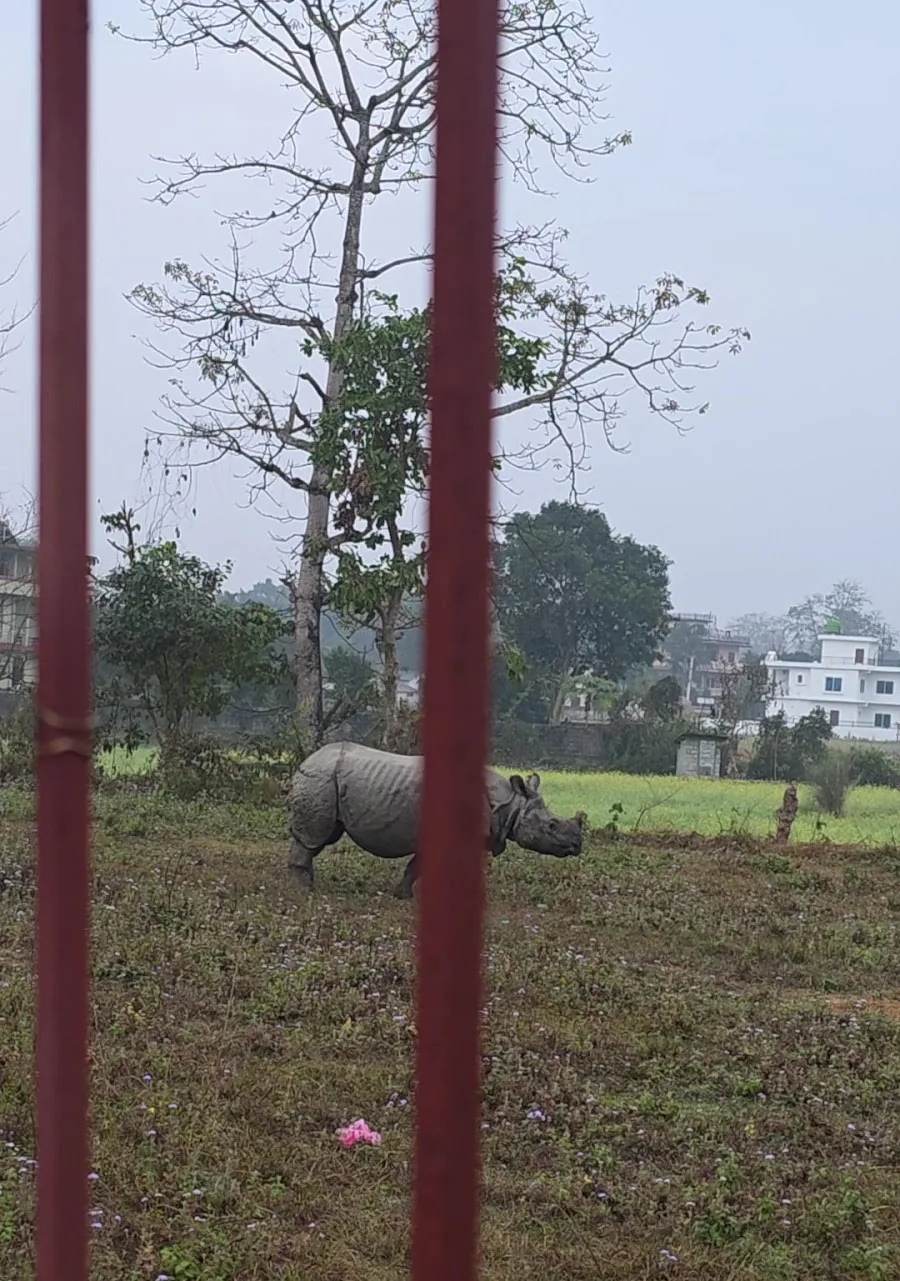 A one-horned rhino grazing in the field, seen through the cottage gate